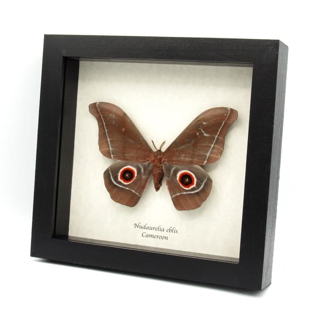Massive real Emperor moth framed taxidermy - Nudaurelia eblis