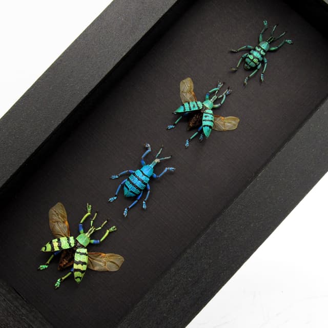 WEEVIL MANIA - real framed metallic glitter weevil beetle collection - wings opened and closed