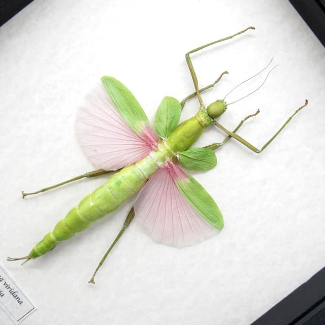 Rare GIANT pink Stick bug framed taxidermy - Platycrana viridana - female