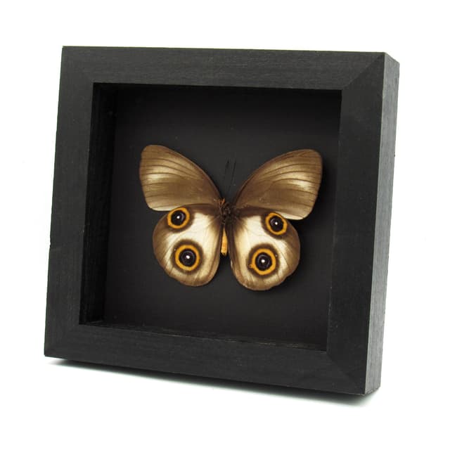 Real large Owl butterfly framed taxidermy - Taenaris urania - light form