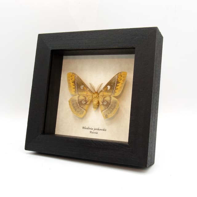 Real Rusty Emperor Silk Moth framed taxidermy - Rhodinia jankowskii