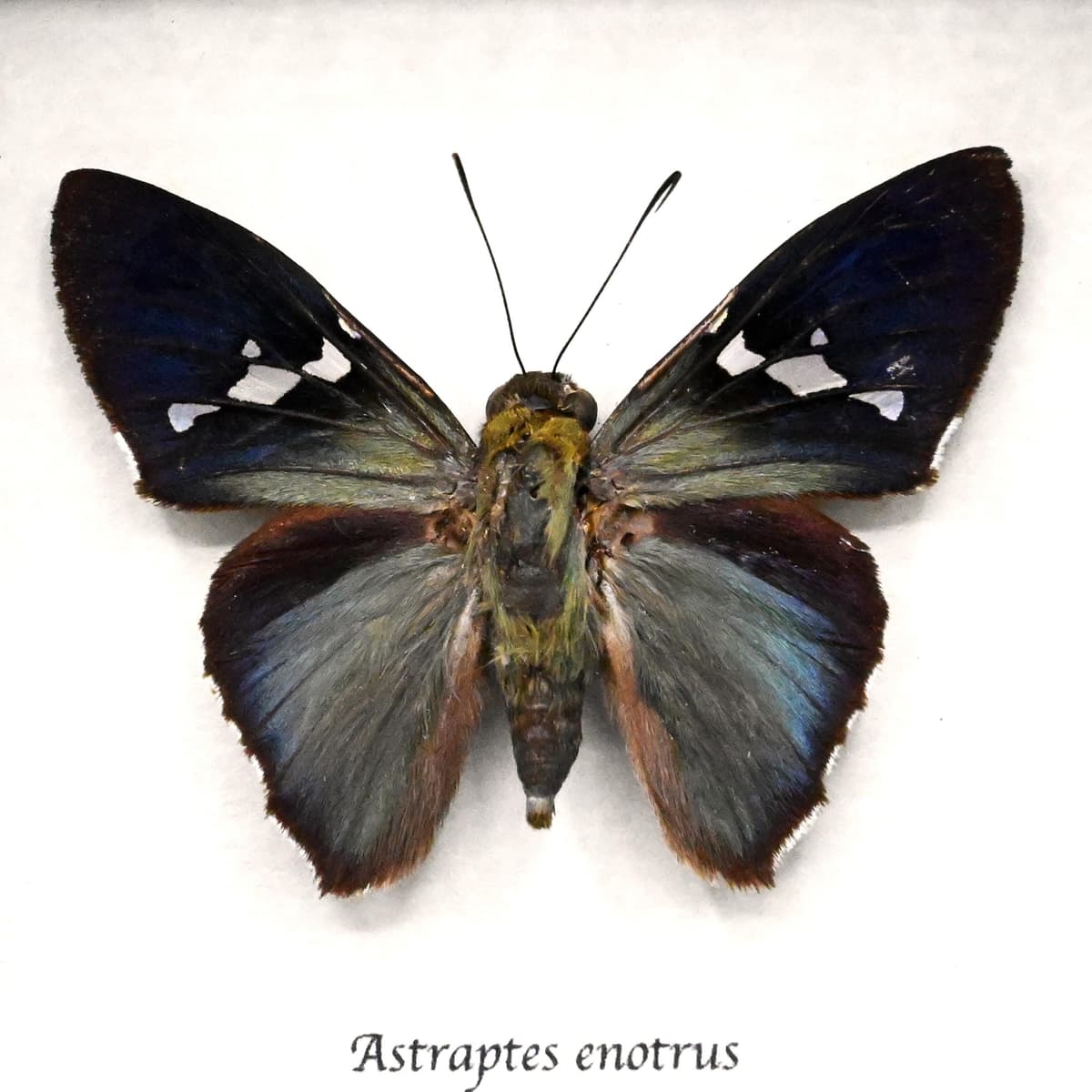 Real metallic White Spotted Flasher butterfly framed taxidermy - Astraptes enotrus