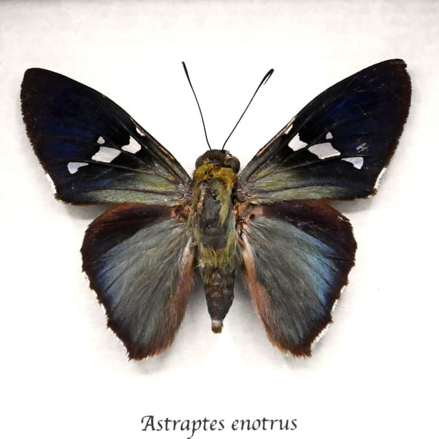 Real metallic White Spotted Flasher butterfly framed taxidermy - Astraptes enotrus