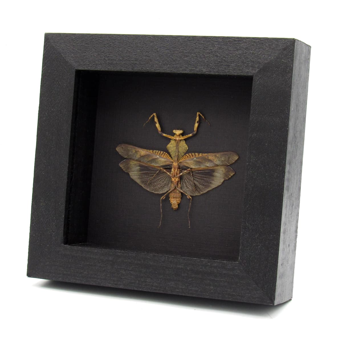 Real framed taxidermy Dead Leaf praying mantis - Deroplatys lobata