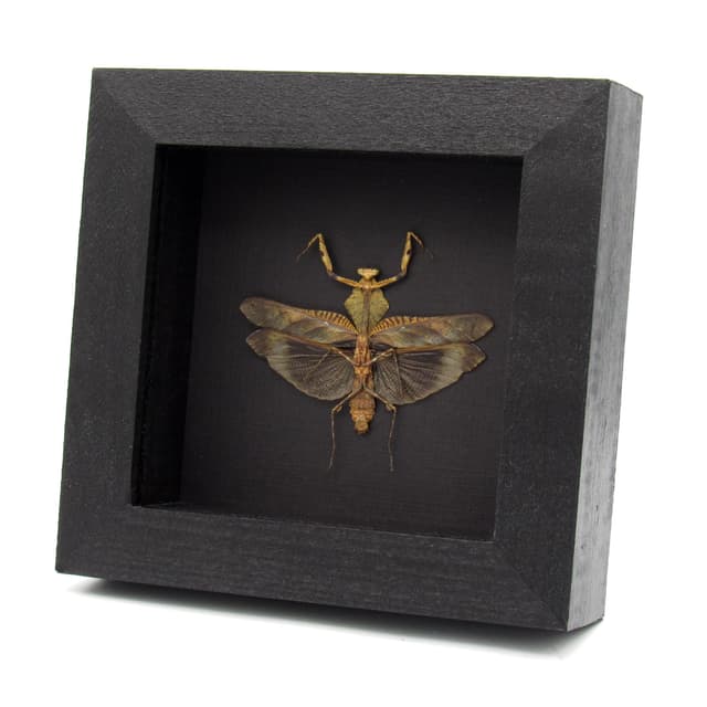 Real framed taxidermy Dead Leaf praying mantis - Deroplatys lobata