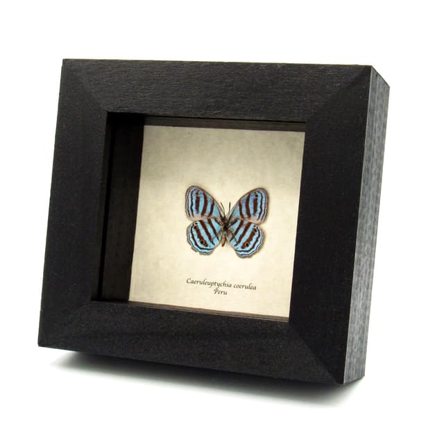 Real framed blue butterfly taxidermy - Caeruleuptychia coerulea