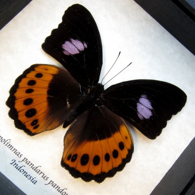 Rare large purple butterfly framed taxidermy - Hypolimnas pandarus pandora