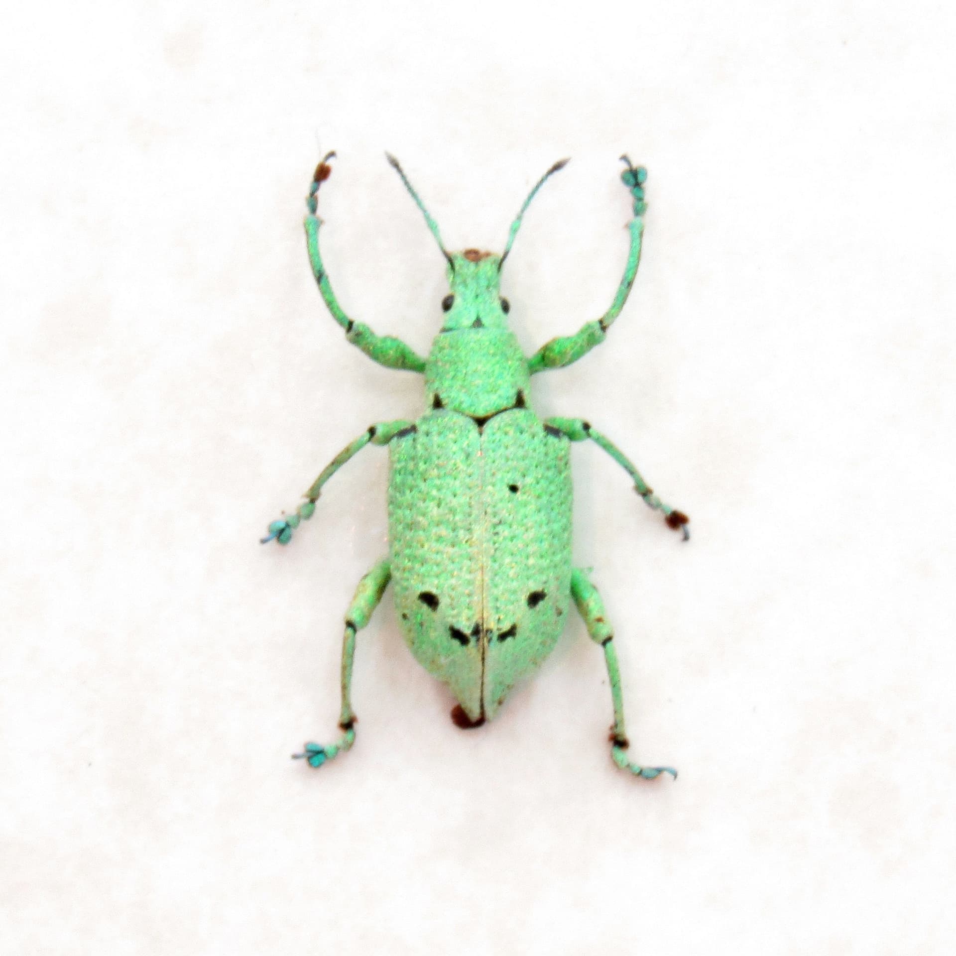 Rare glitter Weevil beetle framed taxidermy - Curculionidae species