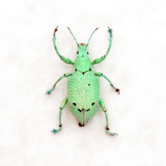 Rare glitter Weevil beetle framed taxidermy - Curculionidae species