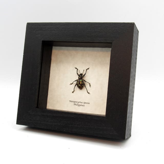 WEEVIL MANIA - Real pink and green metallic beetle framed taxidermy - Metapocyrtus species
