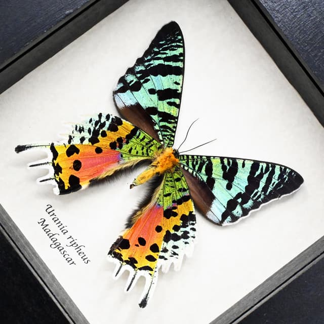 Real large female Rainbow Sunset moth framed taxidermy - Urania ripheus