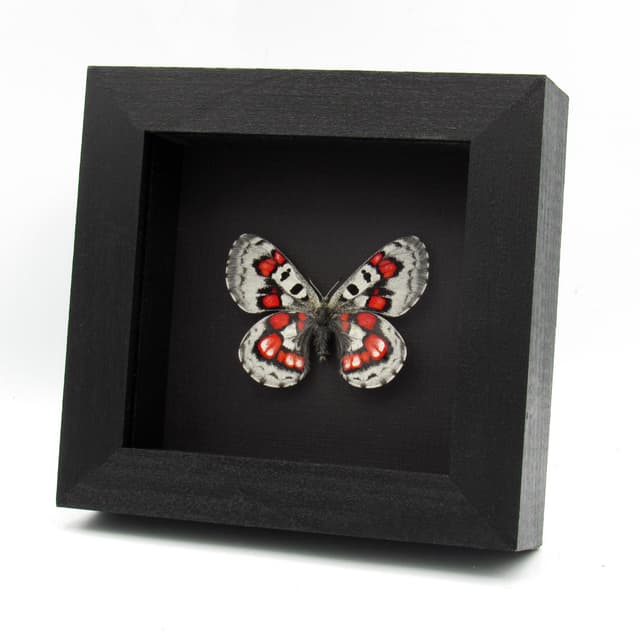 Very rare red Snow Apollo butterfly framed specimen - Parnassius nomion koiwayai