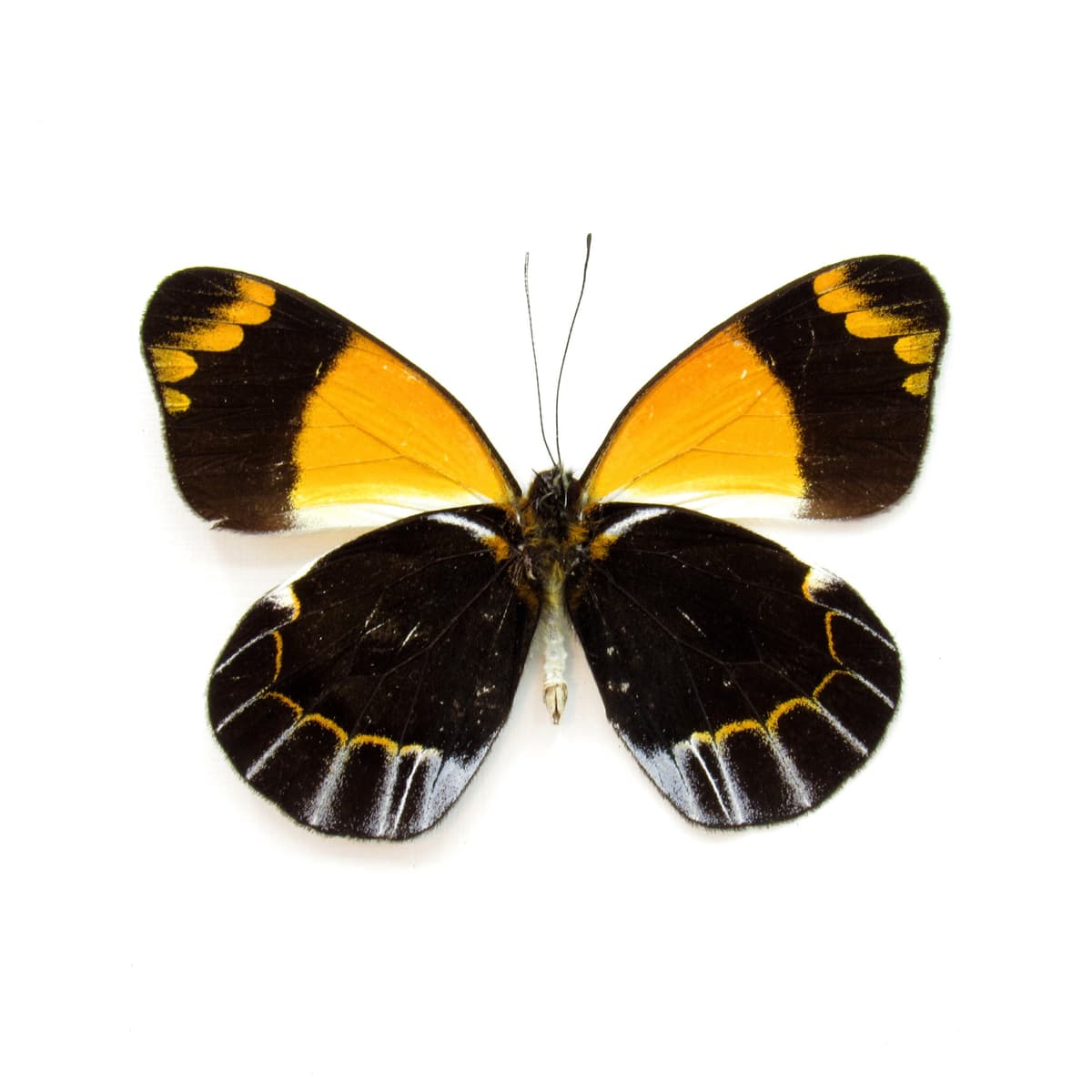 Rare Yellow Delias butterfly framed taxidermy - Delias niepelti