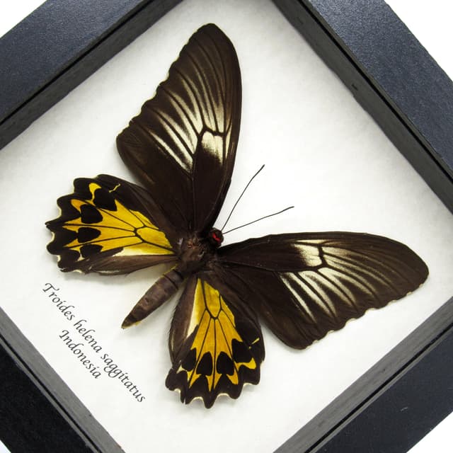 Large yellow Birdwing butterfly framed taxidermy - Troides helena saggitatus - female