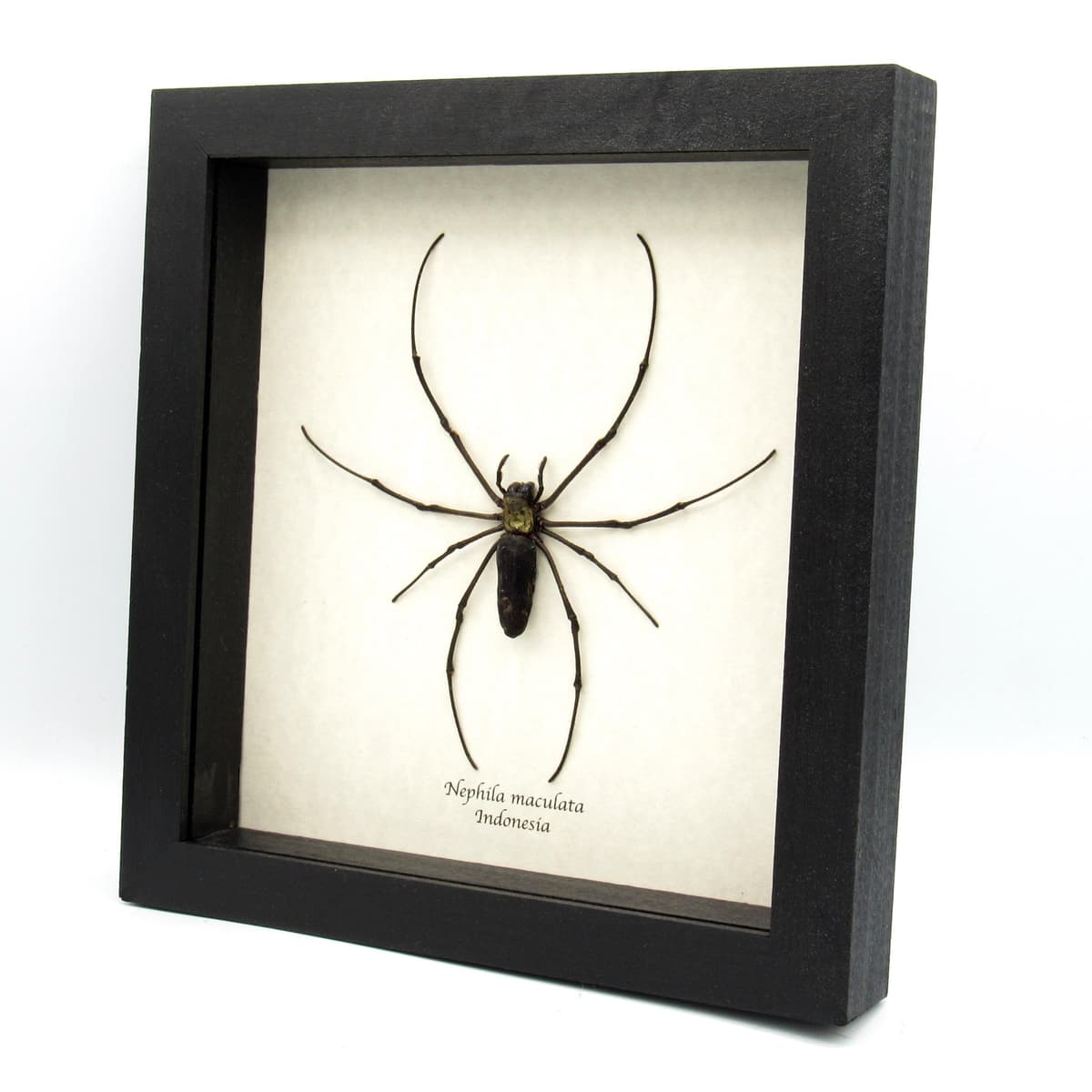 Real Giant Wood Spider framed taxidermy - Nephila maculata