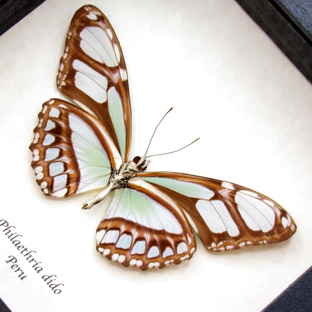Real large female Silver Longwing butterfly framed taxidermy - Philaethria dido