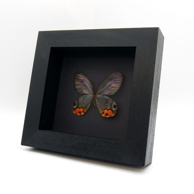 Real large orange Glass Wing butterfly framed taxidermy - Haetera macleannania - rare female