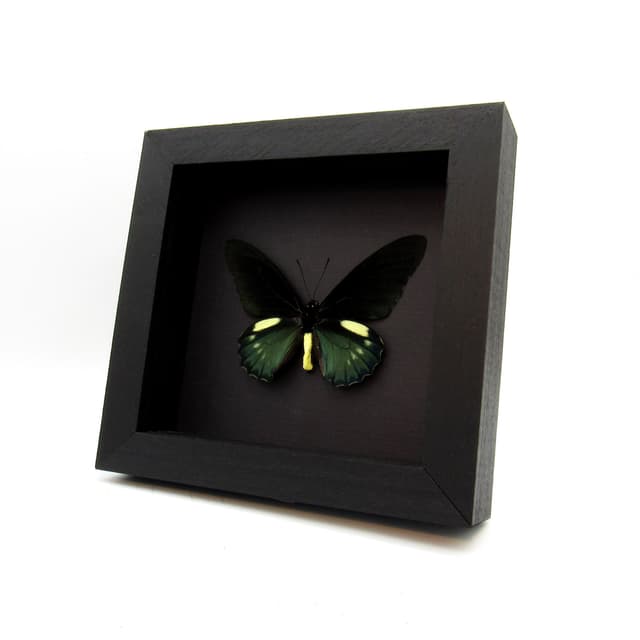 Real iridescent green Belus Swallowtail butterfly framed taxidermy - battus belus