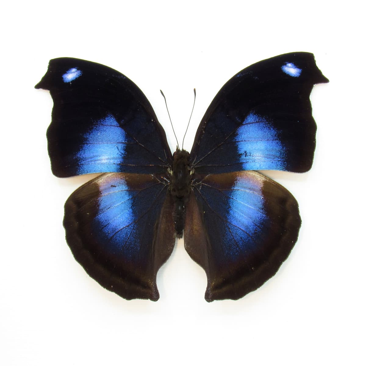 Real Great Blue Hookwing butterfly framed taxidermy - Napeocles jucunda