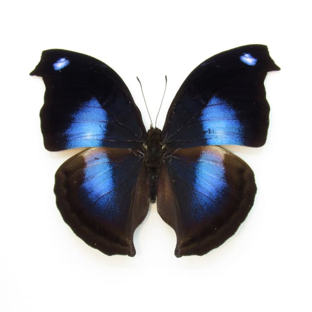 Real Great Blue Hookwing butterfly framed taxidermy - Napeocles jucunda