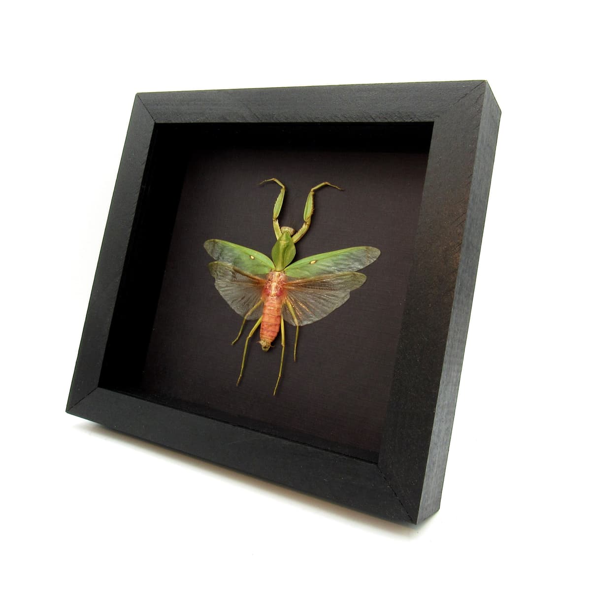 Real Giant Hooded Leaf Mantis framed taxidermy - Rhombodera javana