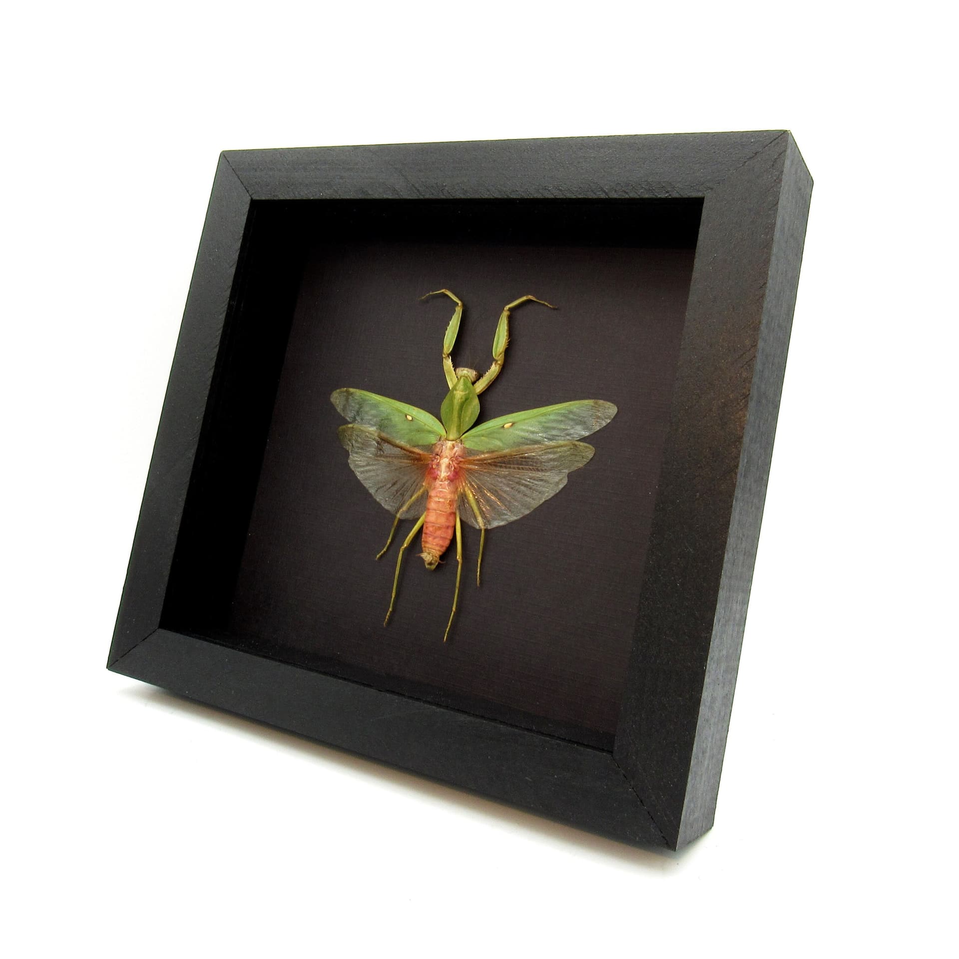 Real Giant Hooded Leaf Mantis framed taxidermy - Rhombodera javana