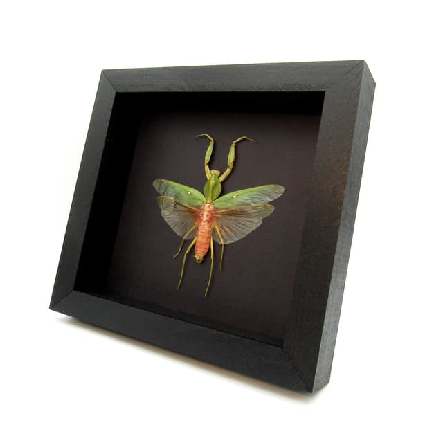 Real Giant Hooded Leaf Mantis framed taxidermy - Rhombodera javana