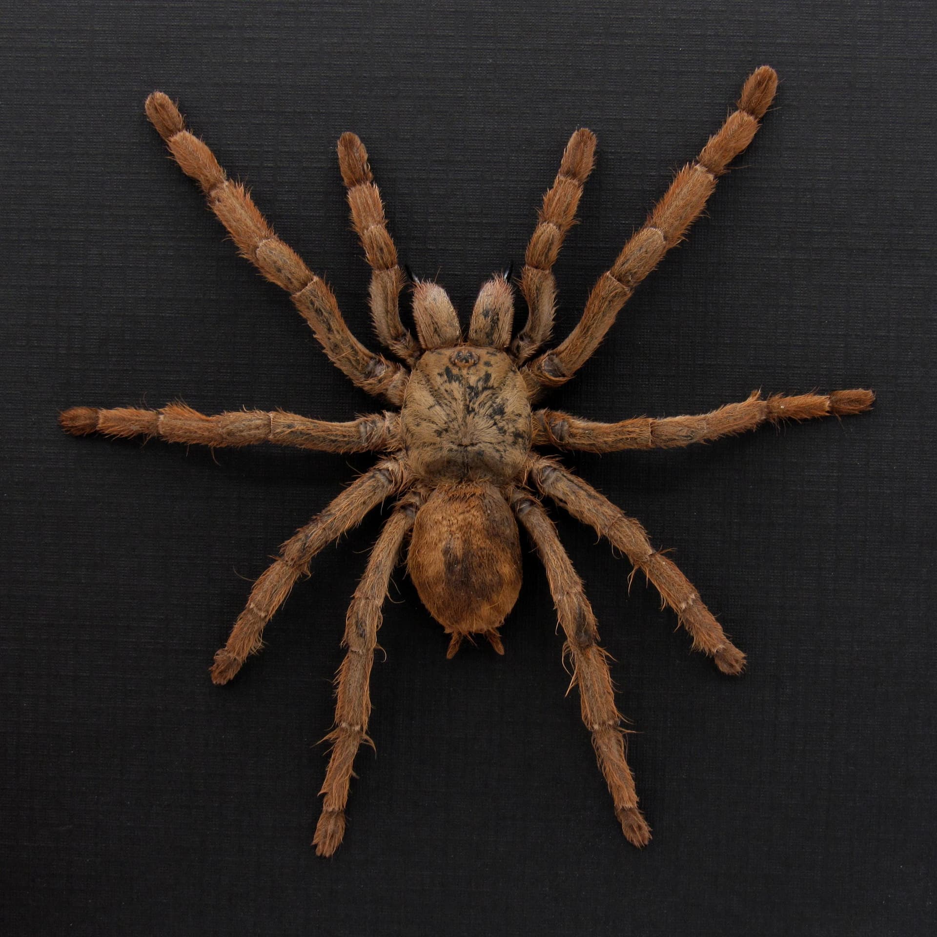 Rare Peach Earth Tiger Tarantula spider framed taxidermy - Phormingochilus rufus