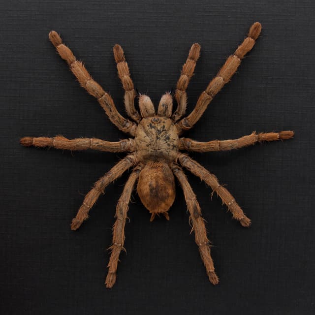 Rare Peach Earth Tiger Tarantula spider framed taxidermy - Phormingochilus rufus