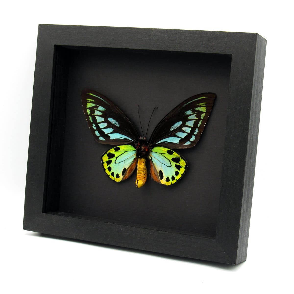 Rare XL Blue Birdwing butterfly framed - Ornithoptera priamus urvillianus - 2