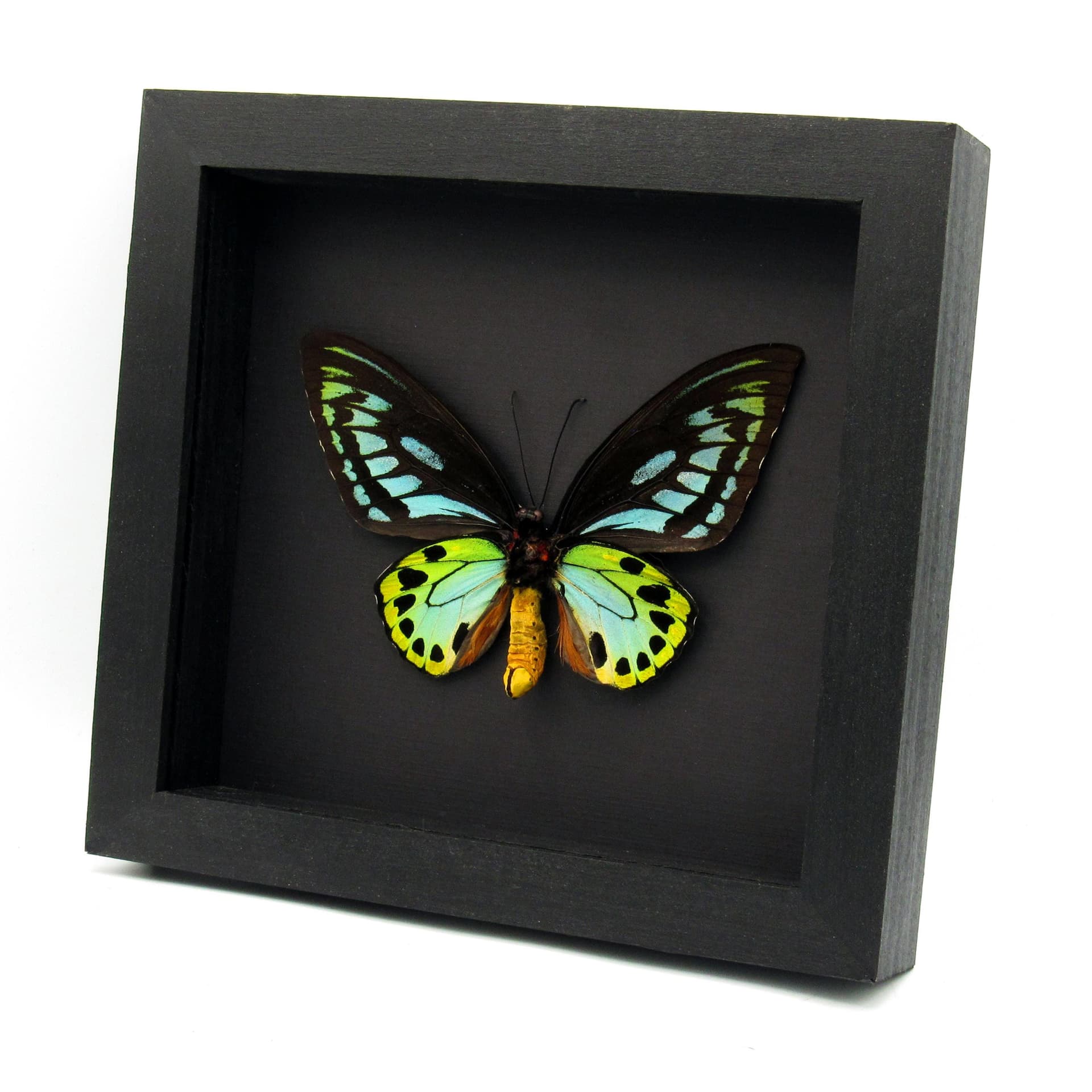 Rare XL Blue Birdwing butterfly framed - Ornithoptera priamus urvillianus - 2