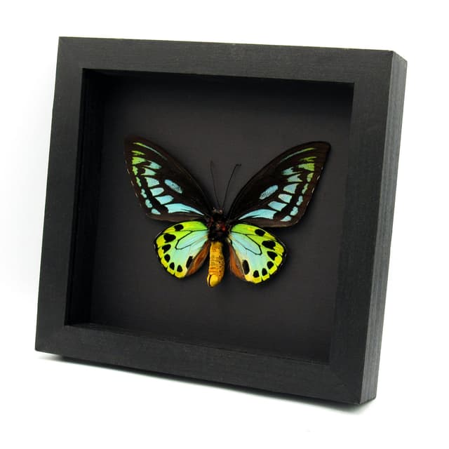 Rare XL Blue Birdwing butterfly framed - Ornithoptera priamus urvillianus - 2