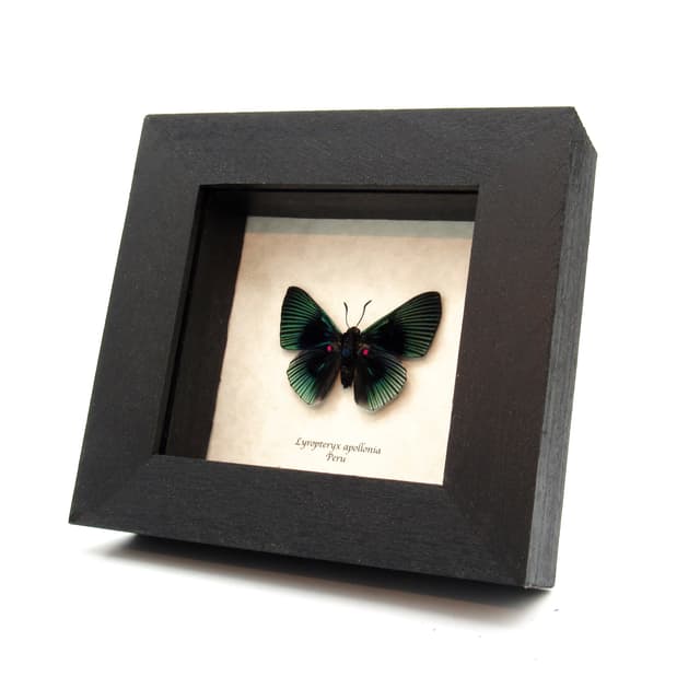 Real Metalmark butterfly framed taxidermy - Lyropteryx apollonia