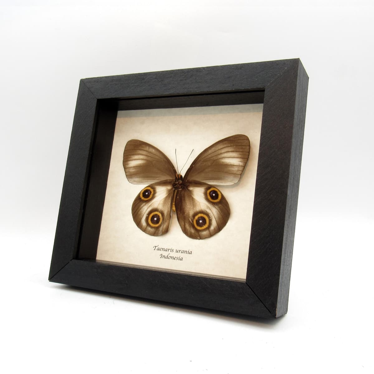 Real Owl butterfly framed taxidermy - Taenaris urania - light form