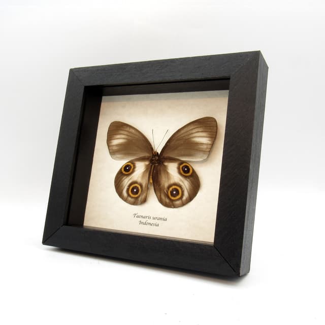 Real Owl butterfly framed taxidermy - Taenaris urania - light form