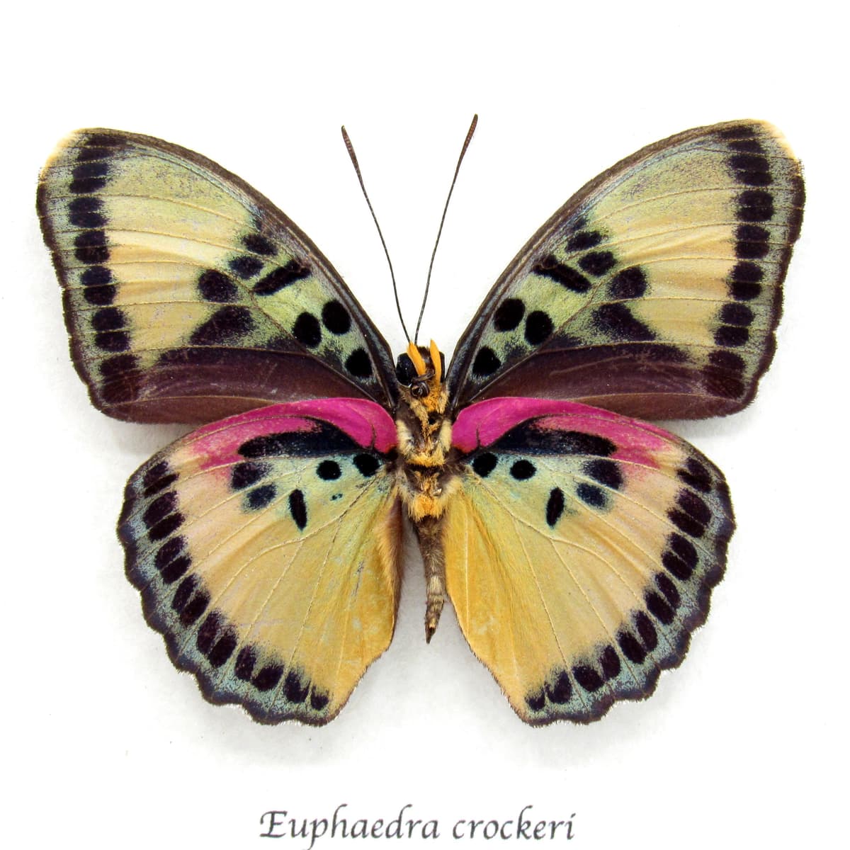 Real Crocker's Forester butterfly framed taxidermy - Euphaedra crockeri