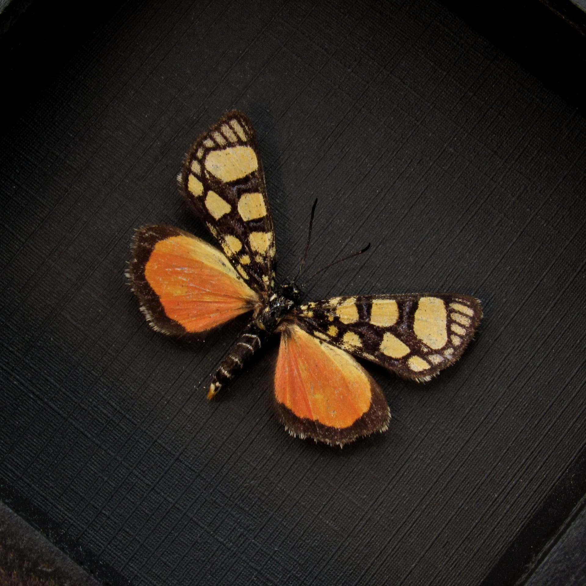 Rare orange Day Flying moth framed taxidermy - Pseudopais nigrobasalis