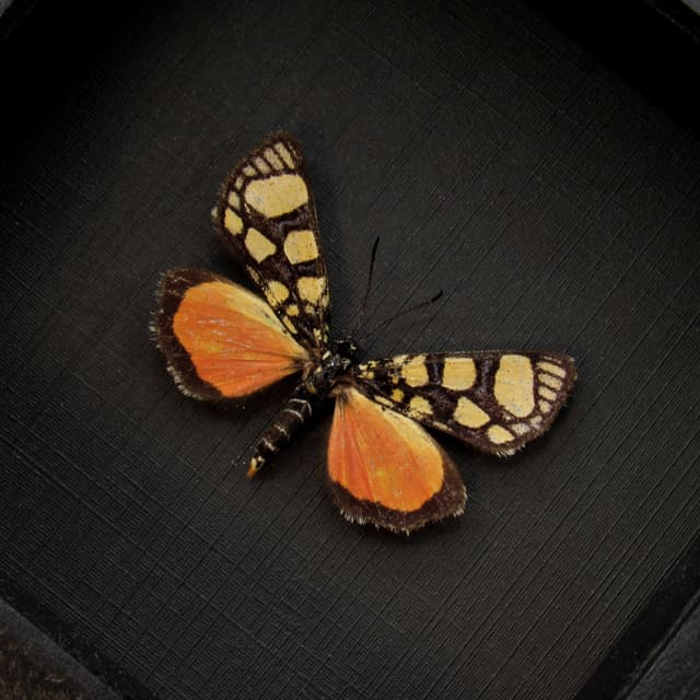 Rare orange Day Flying moth framed taxidermy - Pseudopais nigrobasalis