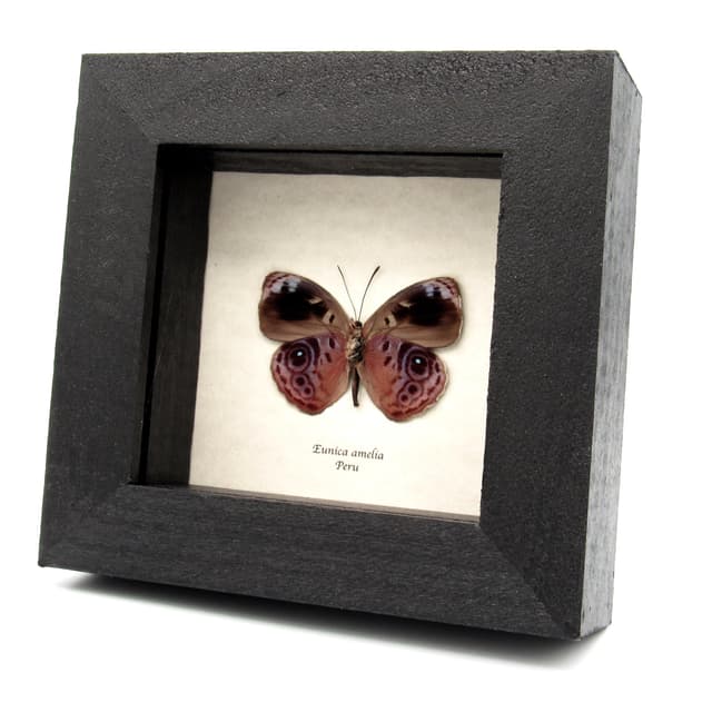 Real lavender butterfly framed taxidermy - Eunica amelia