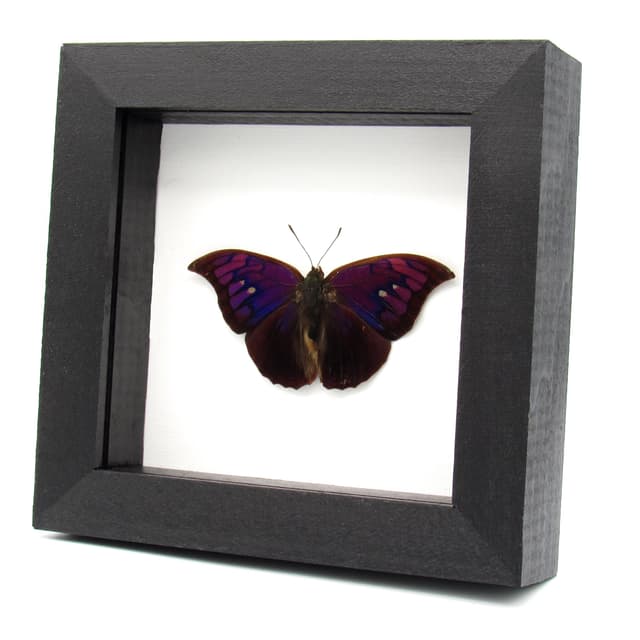 Rare purple butterfly framed taxidermy - Anaea tyrianthina - Victorian mount