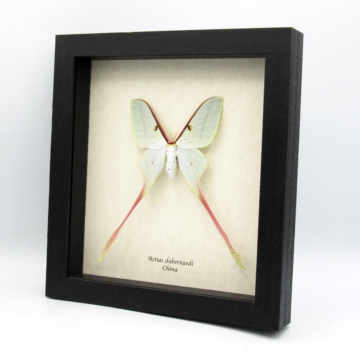 Rare XL Chinese Moon Moth framed - Actias dubernardi - female