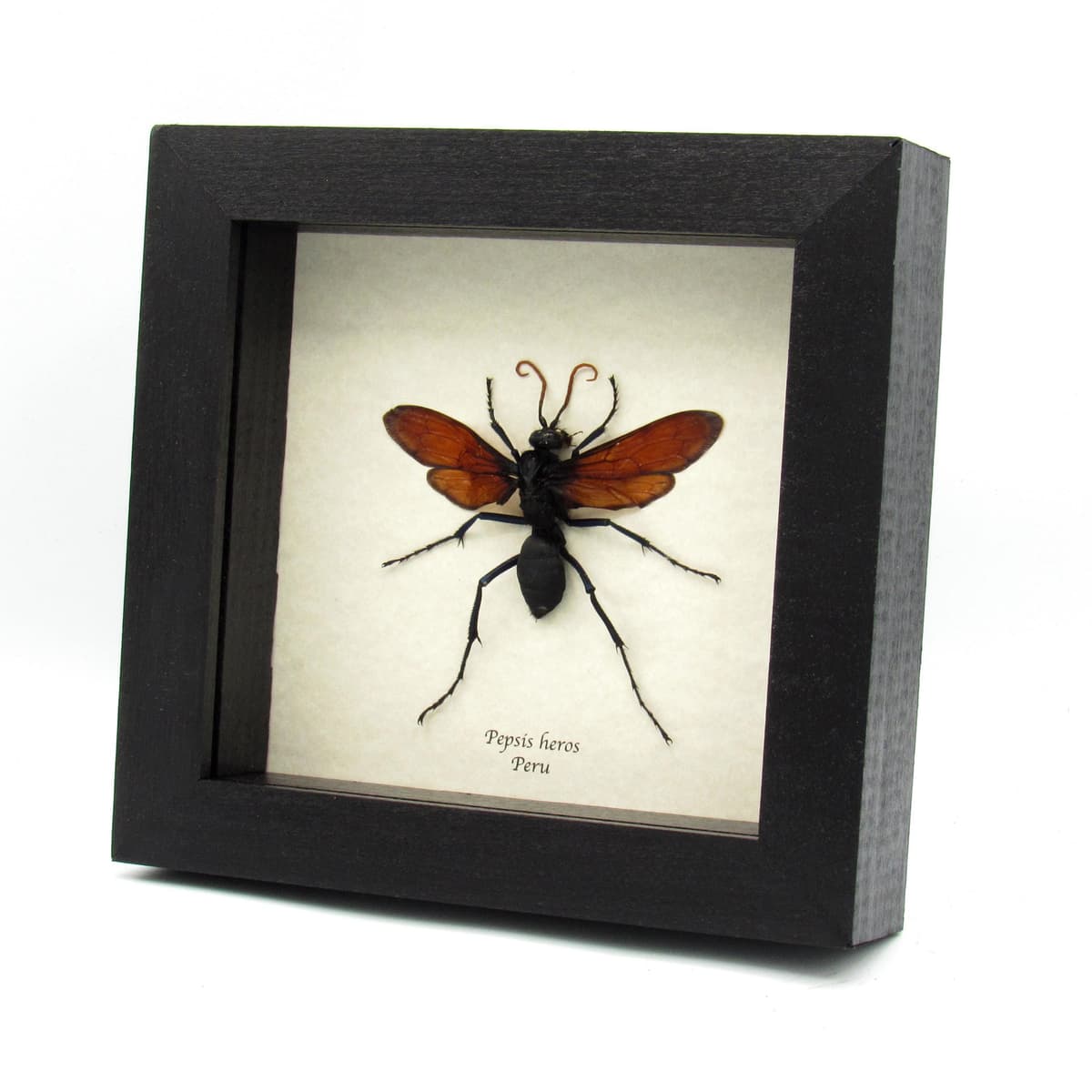 Rare XL Tarantula Hawk Wasp framed taxidermy - Pepsis heros - female - 3.15 inch wingspan