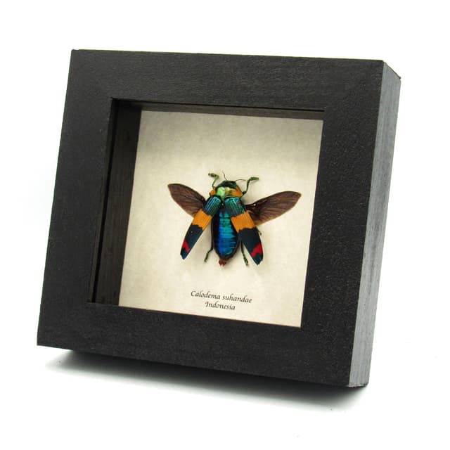 Very rare Jewel beetle framed specimen - Calodema suhandae