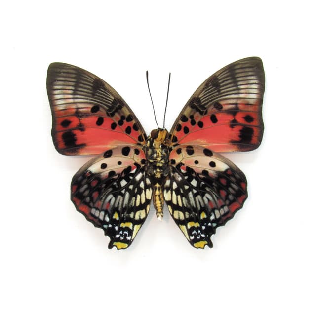 Real framed taxidermy butterfly - Charaxes zingha