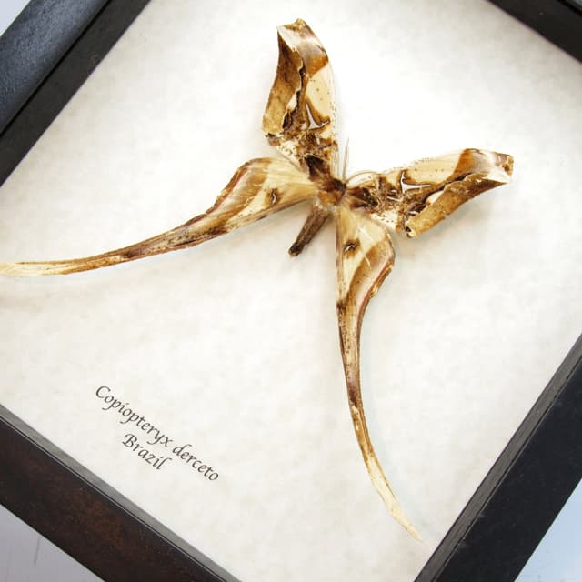 Rare Saturn moth framed taxidermy - Copiopteryx derceto