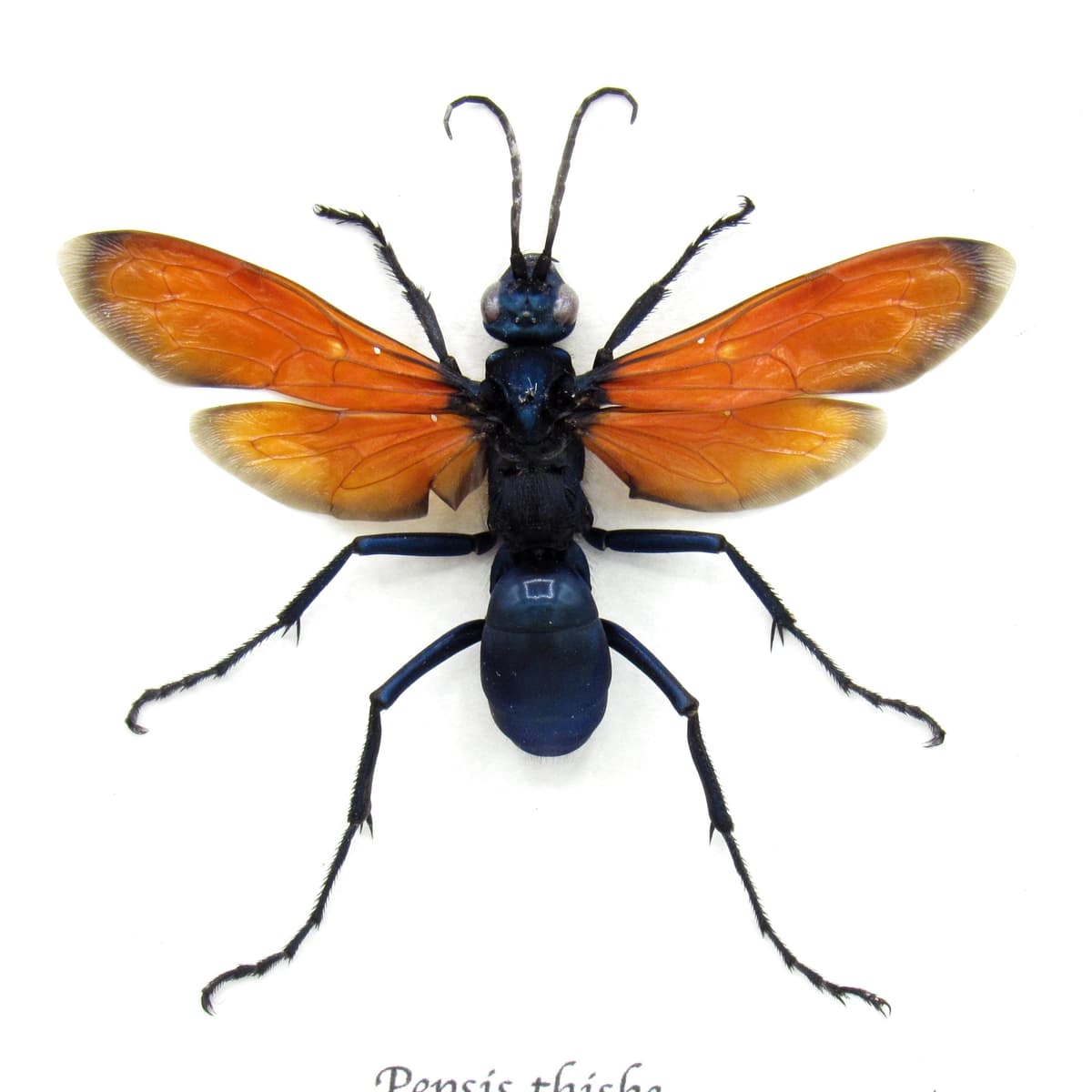Real Tarantula Hawk Wasp framed taxidermy - Pepsis thisbe - large