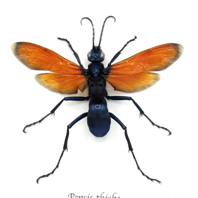 Real Tarantula Hawk Wasp framed taxidermy - Pepsis thisbe - large