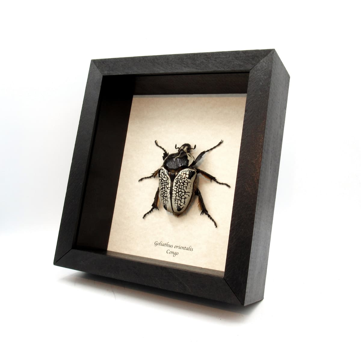 Real Giant Flower Beetle framed taxidermy - Goliathus orientalis - XXL female