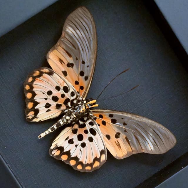 Rare pink butterfly framed taxidermy - Pseudacraea boisduvali