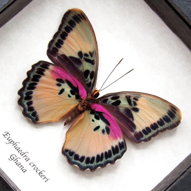Real Crocker's Forester butterfly framed taxidermy - Euphaedra crockeri - female